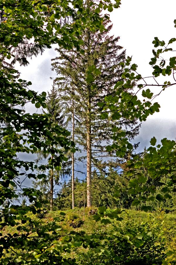 Foto 5/24 (nahe Hausstein bei Frankenfels, Pielachtal)